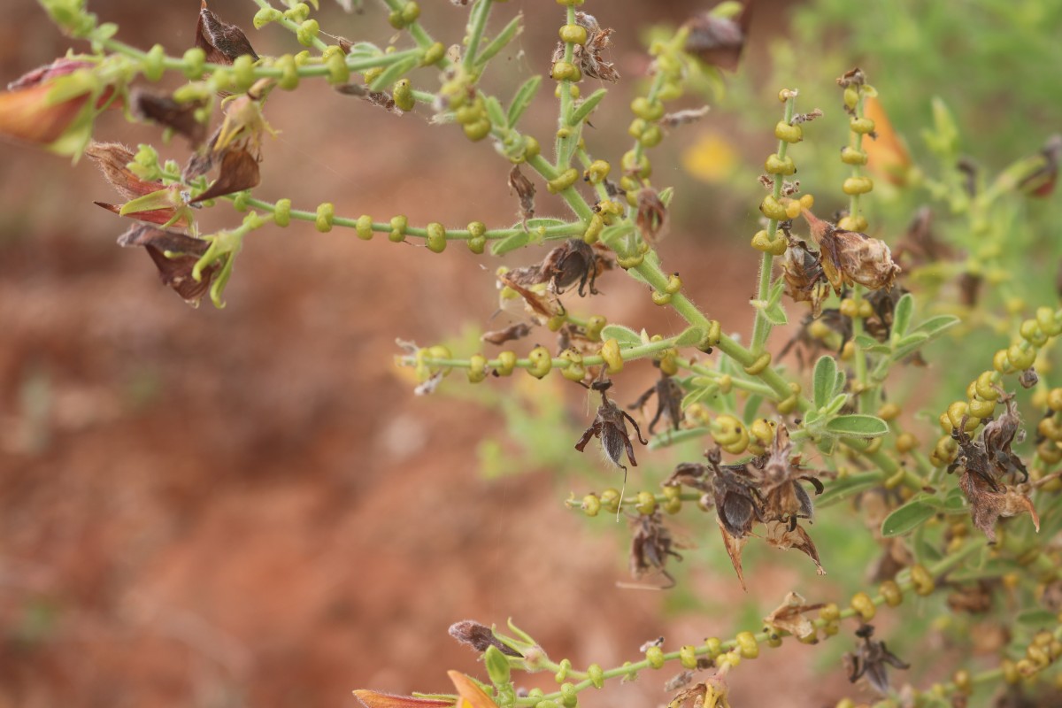 Crotalaria lunulata B.Heyne ex Wight & Arn.